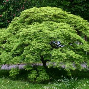 Japansk lönn Vattenfall (Acer palmatum)