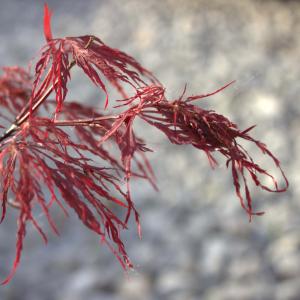 Japansk lönn Röda spetsblad (Acer palmatum matsumurae Atropurpureum Dissectum)