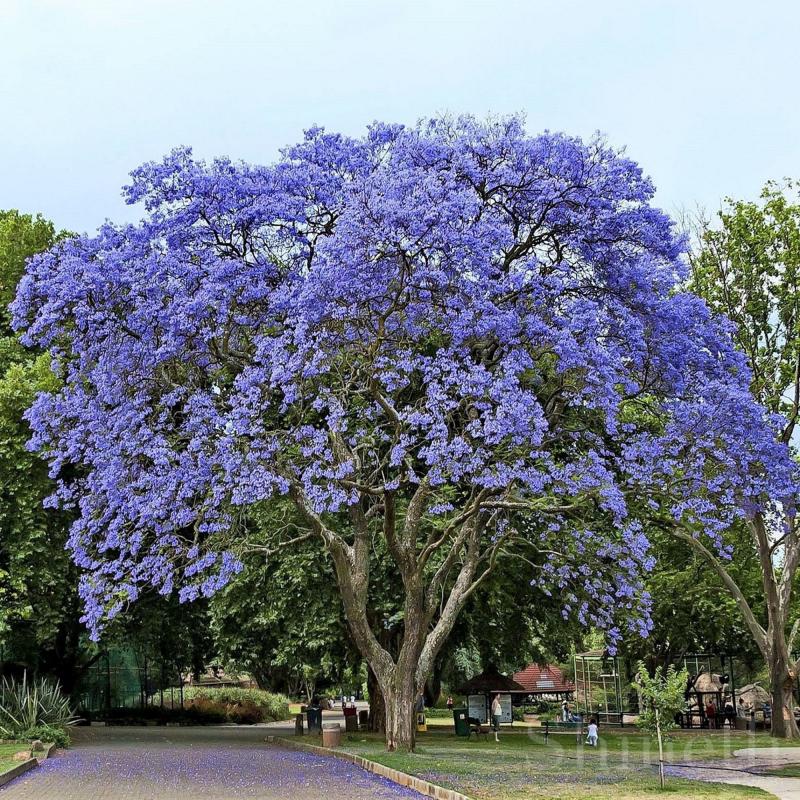 Kejsarträd (Paulownia tomentosa)