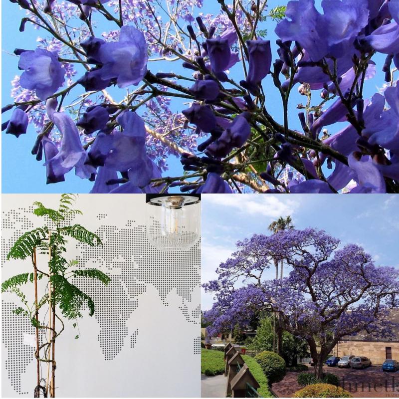 Blå Jakarandaträd (Jacaranda mimosa)