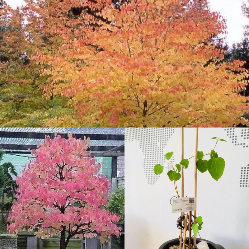 Japansk Katsuraträd (Cercidiphyllum Japonicum)