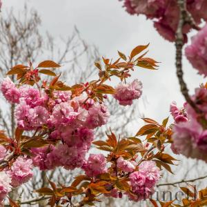 Japansk Sakura blommande körsbärsträd (Prunus serrulata)​