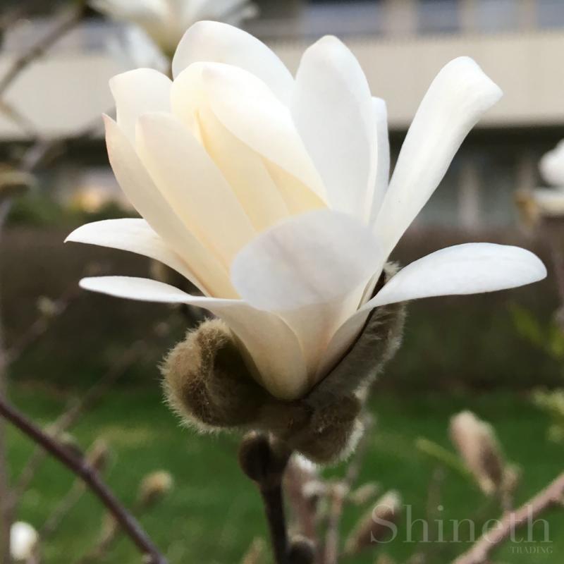 Magnolia denudata (Yulanmagnolia)