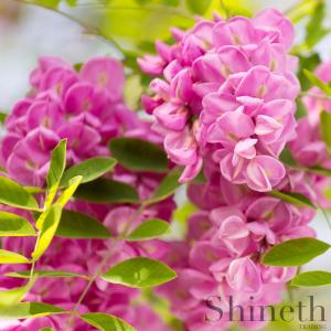 Rosenrobinia (Rosenrobinia fertilis)