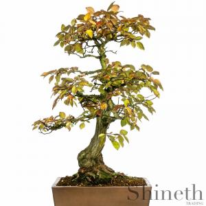 Koreansk Avenbok (Carpinus turczaninowii)