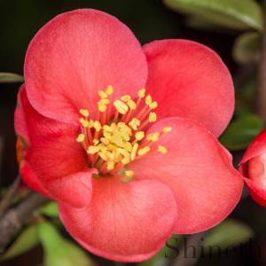 Liten Rosenkvitten (Chaenomeles Japonica)