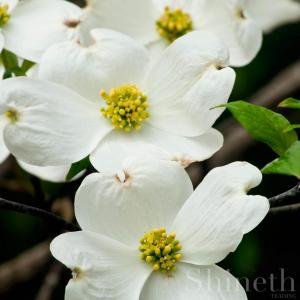 Vit blomsterkornell (Cornus Florida​)