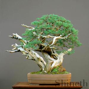 Kinesisk En (Juniperus chinensis)