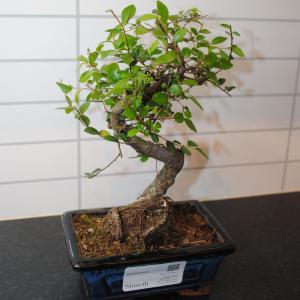 Kinesisk Alm (Ulmus parvifolia) - planta