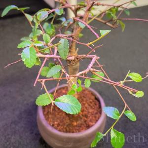 Kinesisk Alm (Ulmus parvifolia)