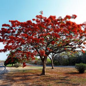 Flamboyant- eller Kungliga Poinciana  träd (Delonix regia)