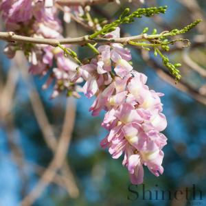 Quick Stickträd (Gliricidia sepium) - 10 st frön/förp. ​