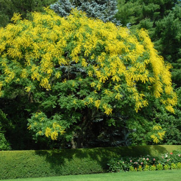 ​Kinesträd (Koelreuteria paniculata)
