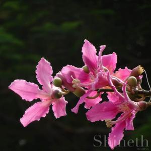 Ceiba Speciosaträd (Ceiba Speciosa)