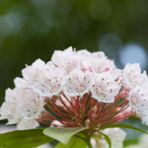 Kalmia Mountain Laurel-träd (Kalmia latifolia)