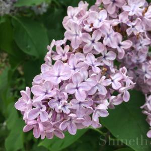 Blålila Syren (Syringa Vulgaris)