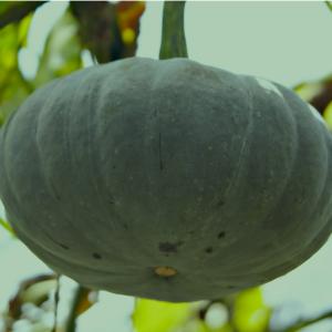 PUMPA "Zucca Mantovana"