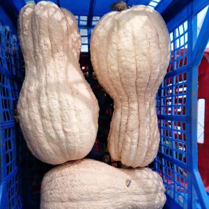 MYSKPUMPA "Zucca violin"