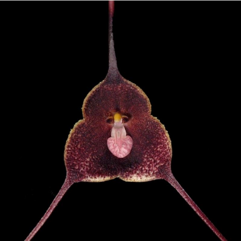 Monkey Face orkidé - Dracula Soennmarkii