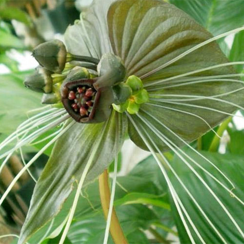Grön Fladdermusblomma (Tacca chantrieri "Green Isle") är en riktigt udda växt