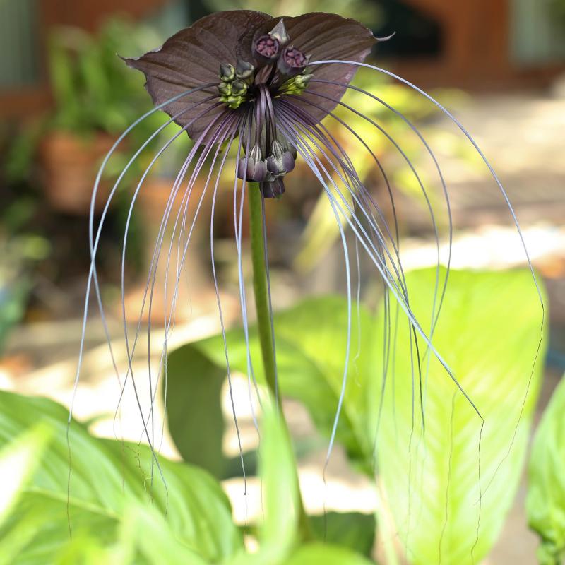 Svart Fladdermusblomma (Tacca chantrieri) är en riktigt udda växt med svarta blommor som påminner om fladdermöss.