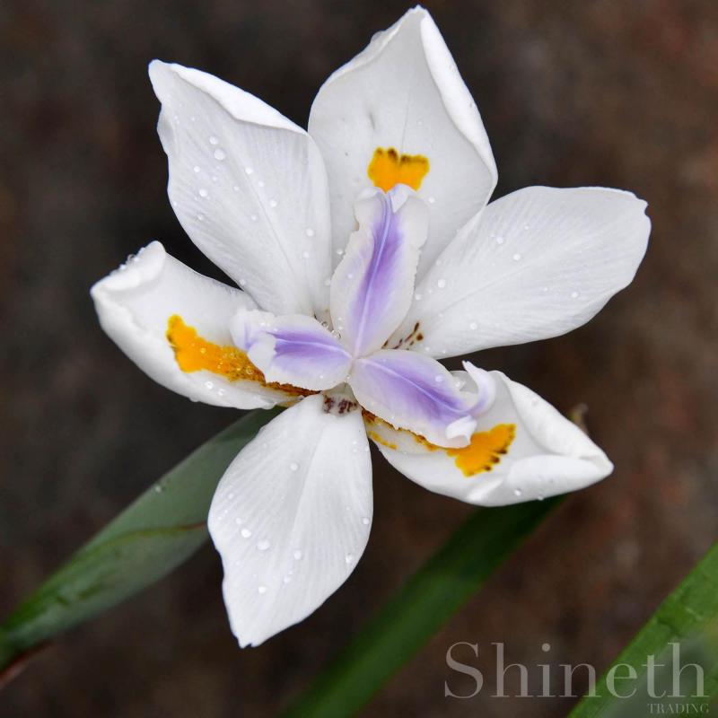 Afrikansk Moraea iris (Dietes iridioides)