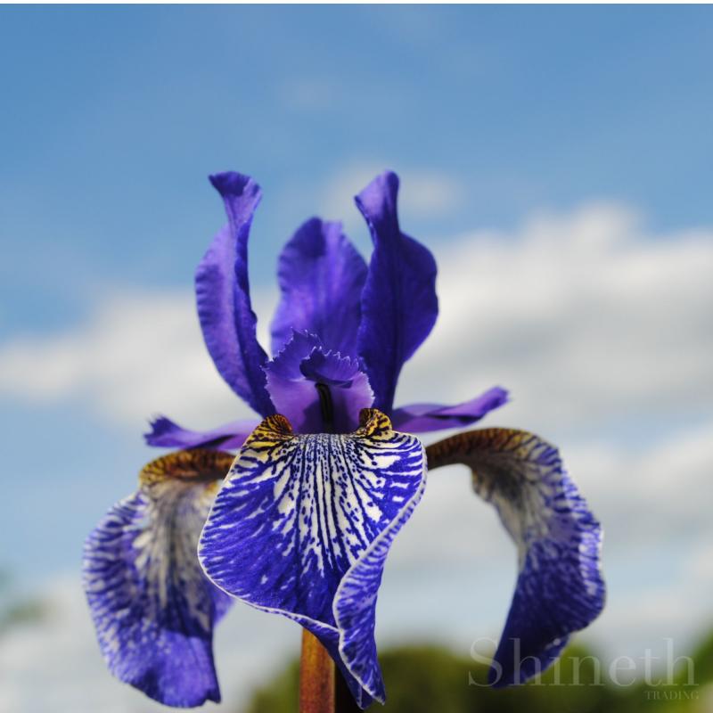 Blå-Sibirica iris