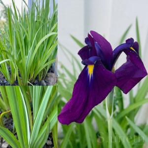 Japansk iris​ "Iris ensata variegata"