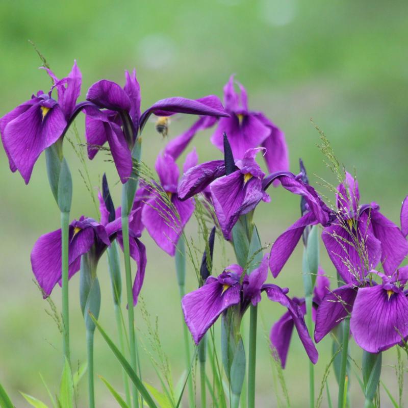 Japansk iris​ - Iris ensata