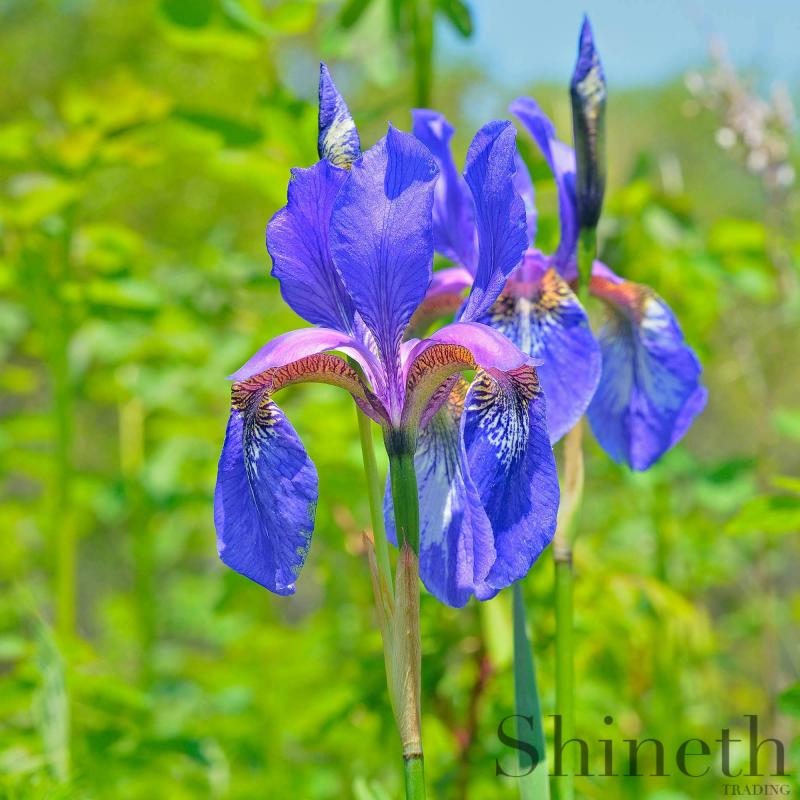 Arktiska iris​ (Iris setosa)
