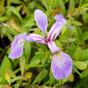 Blue Flag Iris​ (Iris versicolor)