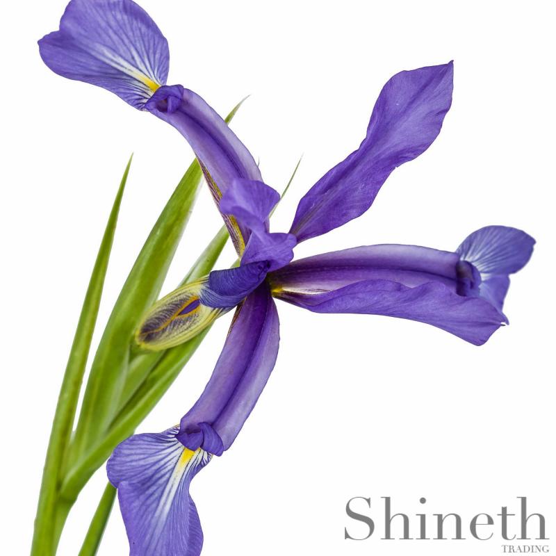 Spuria Iris (Iris sintenisii)