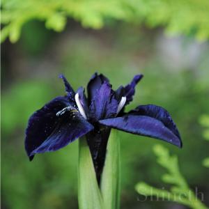 Sammetsiris (Chrysographes Iris)