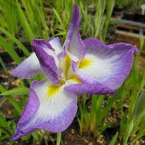 Japanska irisar - mix ​ ​(Iris ensata)