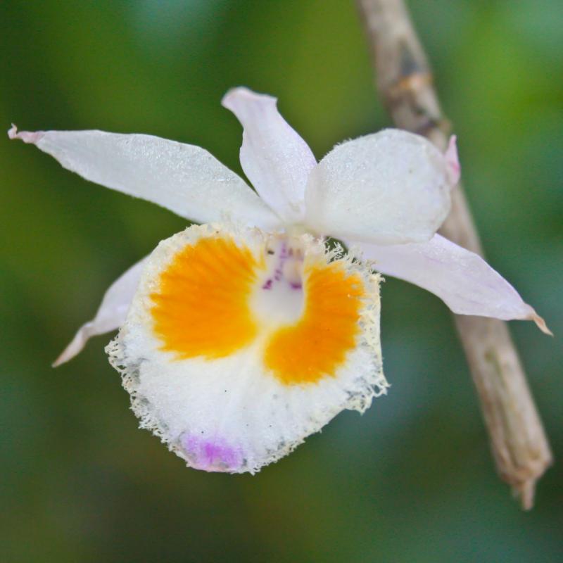 Vild orkidé (Dendrobium devonianum)