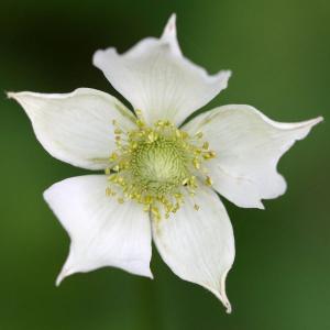 ​Thimbleweed (Anemone Virginiana)