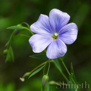 Blå Lin (Linum lewisii)