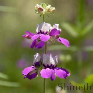 ​Chinese House (Collinsia heterophylla)​