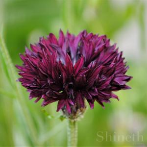 Blåklint 'Black Ball'