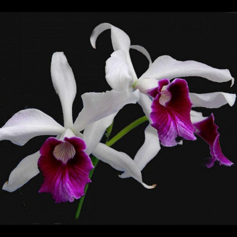 Cattleya orkidé  - Laelia purpurata