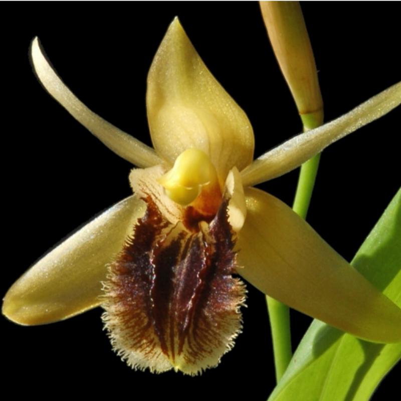 Orkidé - Coelogyne fimbriata 'Firefly'