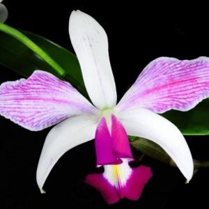Cattleya orkidé  - Violacea