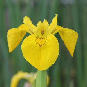 Gul iris (Iris Pseudacorus)