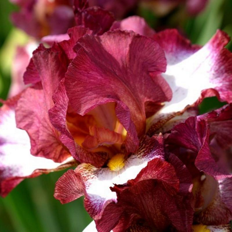 Doftande germanica iris - Crinoline