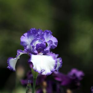 Doftande germanica iris - Blue flag