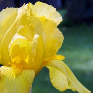 Doftande germanica iris - October Sun
