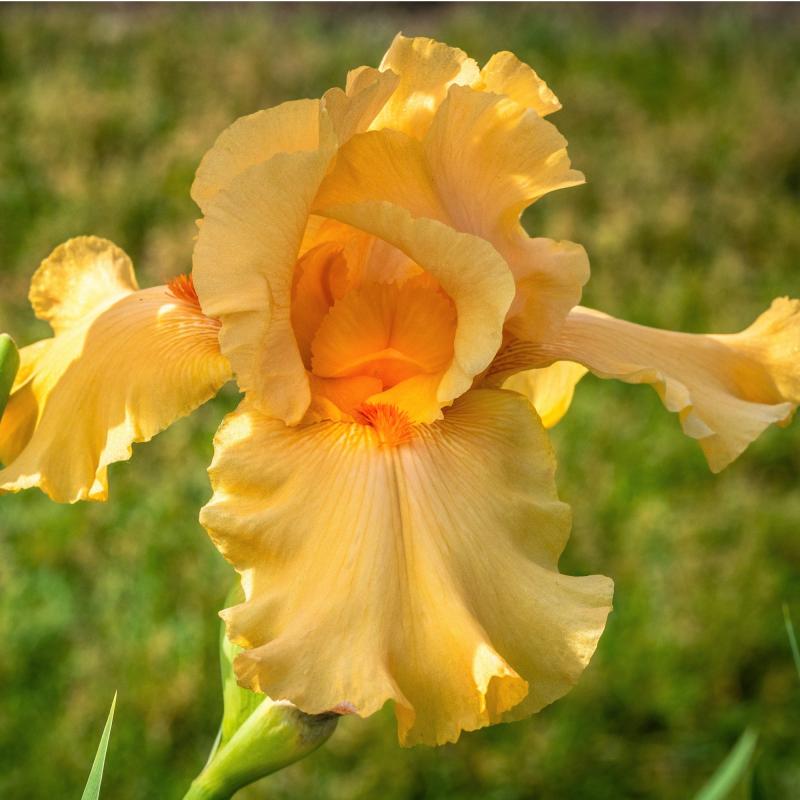 Germanica iris - Orange Harvest