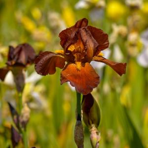 Germanica iris - Natchez Trace