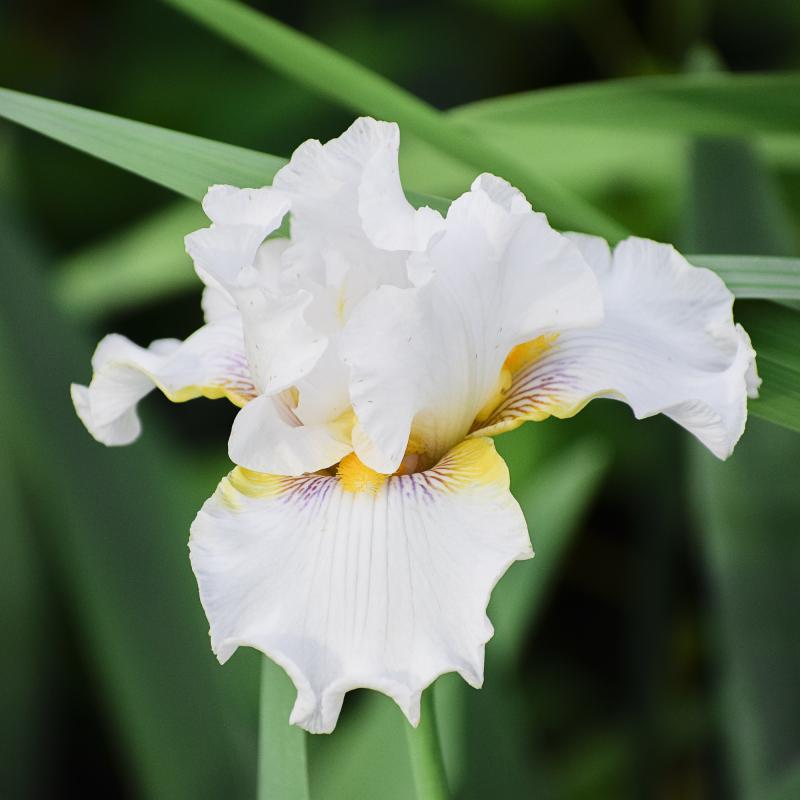 Germanica iris - Laced Cotton