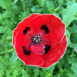 Vit trädgårdsvallmo - Röd med vit